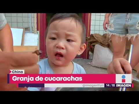 Granja de cucarachas ¿comerías cucarachas por razones ecológicas? | Noticias con Yuriria