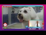 Mitos y realidades sobre esterilización para mascotas | Sale el Sol