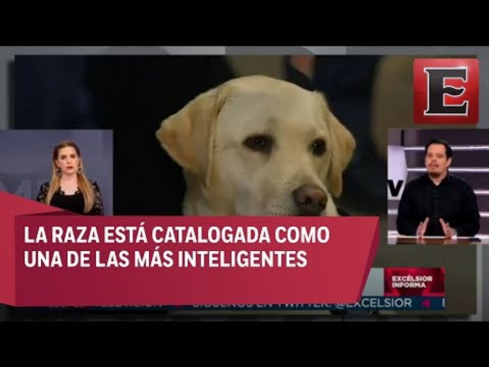 Animal...Es: Perro labrador