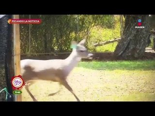 Picando la Noticia: liberan venados para equilibrio con depredadores pumas | Sale el Sol