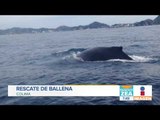 Así rescataron a ballena en Colima | Noticias con Francisco Zea