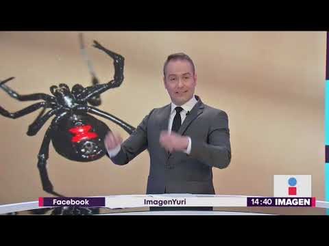 ¡Alerta en CDMX y otras ciudades por arañas violinistas! | Noticias con Yuriria