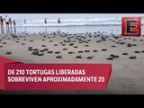 Liberación de tortugas para la preservación de la especie en Acapulco