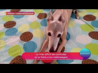 No truenes cuetes en estas fechas, daña mucho a los perros | Sale el Sol