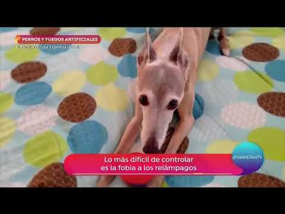 No truenes cuetes en estas fechas, daña mucho a los perros | Sale el Sol