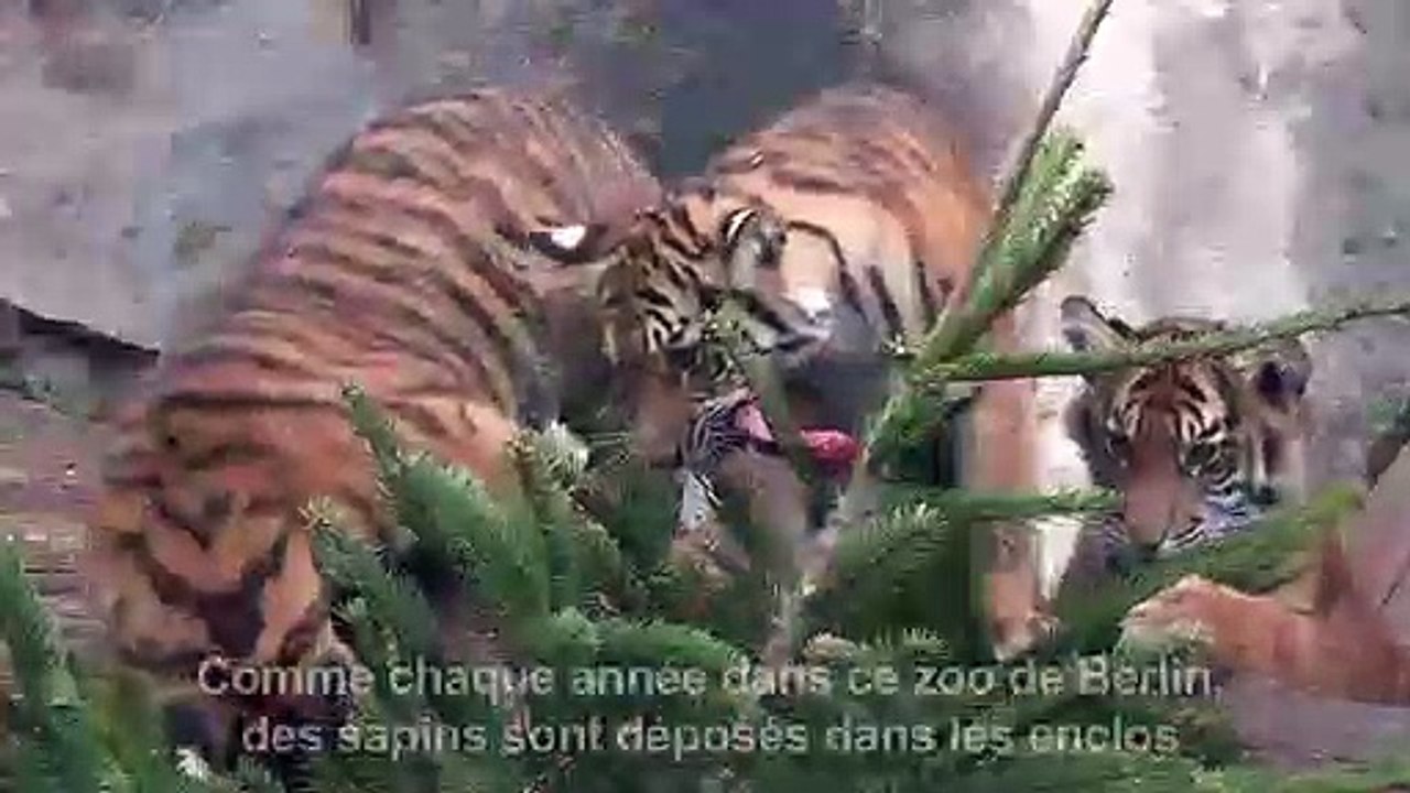 Festin de sapins de Noël pour les animaux d'un zoo de Berlin