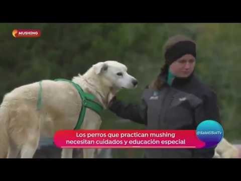 ¡Conoce el increíble mushing! ¡Trineo con perros! | Sale el Sol
