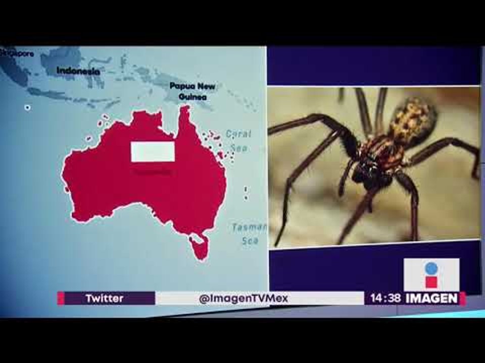 Hombre trata de matar a una araña y provoca un operativo policial | Noticias con Yuriria Sierra