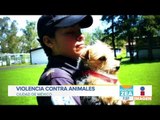 Crecen delitos por maltrato contra animales en 2018 | Noticias con Francisco Zea