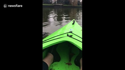 Inquisitive seal swims up to delighted kayaker on the Thames