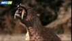 Depredadores Prehistóricos - 01 - Tigre Dientes De Sable / INFOTV