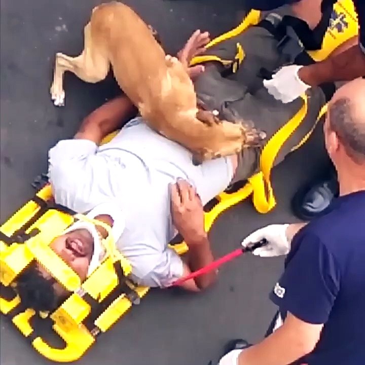 This dog made me cry