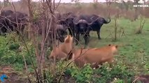 OMG! Epic Battle Of Buffalo Head Vs King Lions! Mother Buffalo Destroy Lions Save Calf