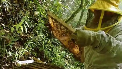 Abejas amenazadas en Bolivia por los pesticidas de los cocales