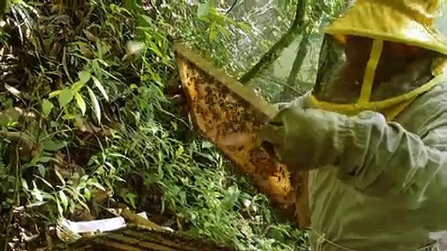 Abejas amenazadas en Bolivia por los pesticidas de los cocales