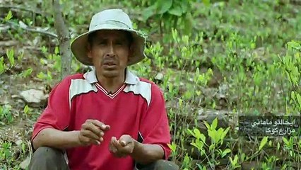 خطر على النحل جرّاء استخدام المبيدات في زراعة الكوكا في بوليفيا