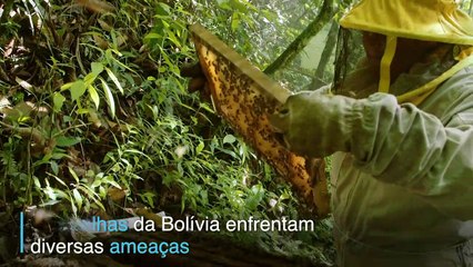Abelhas em perigo