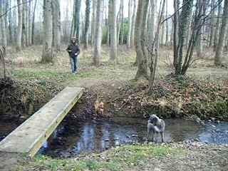 caid un vrai tarer c chien