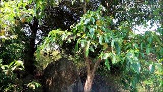 THÁNH ĂN KIẾN - HOLY EAT