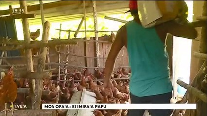 TH : Les œufs bio de la presqu’île de Tahiti