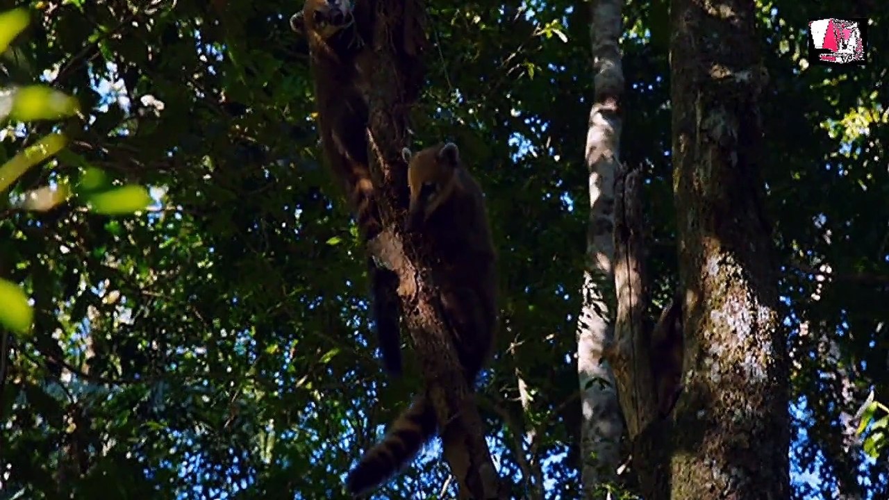Тайная Жизнь Дикой Природы