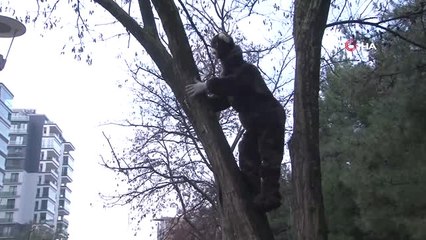 Bursa Sokaklarında Ayı Dolaştı