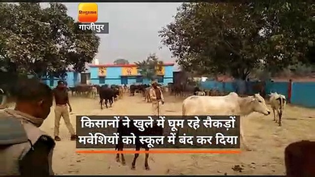 किसानों ने खुले में घूम रहे सैकड़ों मवेशियों को स्कूल में बंद कर दिया