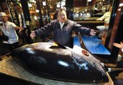 278 Kiloluk Orkinos Balığı Yaklaşık 16 Milyon TL'ye Satıldı