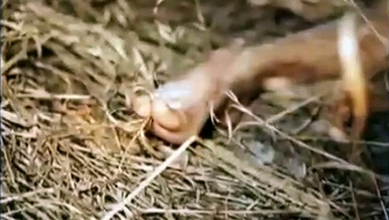 The Gangster Disciples (Midwest Gangs)