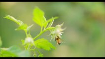 4K Video - Honey Bees in 4K UHD 60 FPS