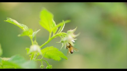 4K Video - Honey Bees in 4K UHD 60 FPS
