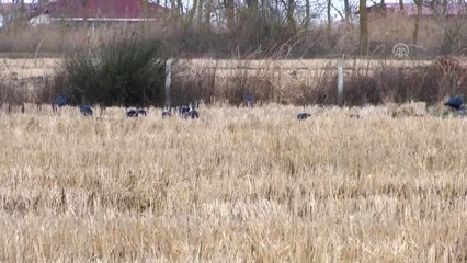 Göçmen Kuşların Kış Durağı Kızılırmak Deltası