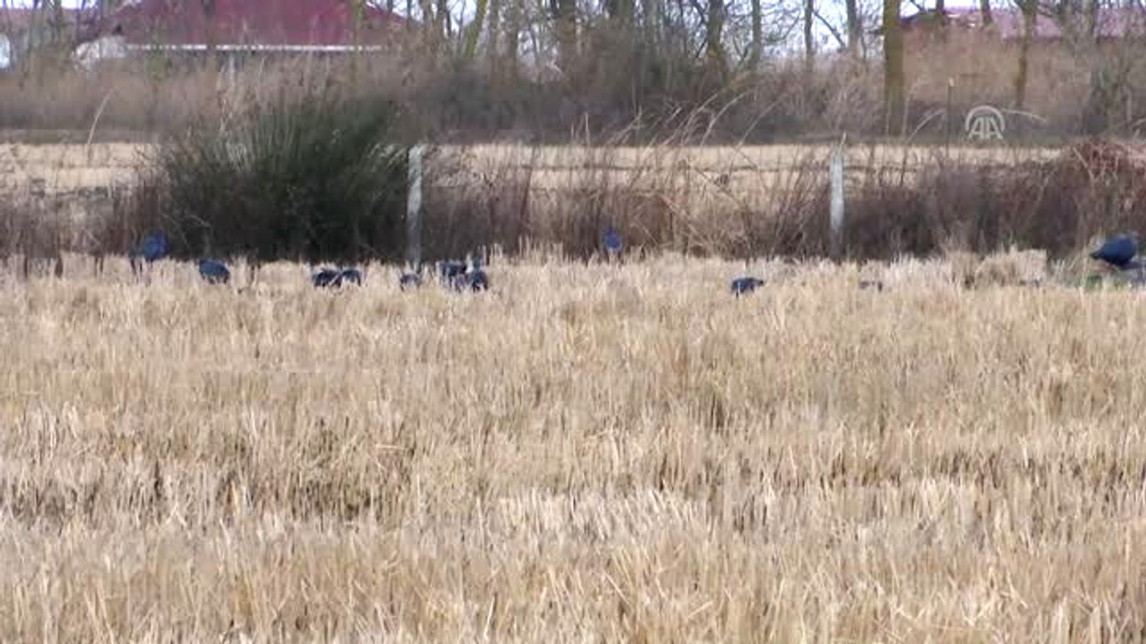 Göçmen Kuşların Kış Durağı Kızılırmak Deltası