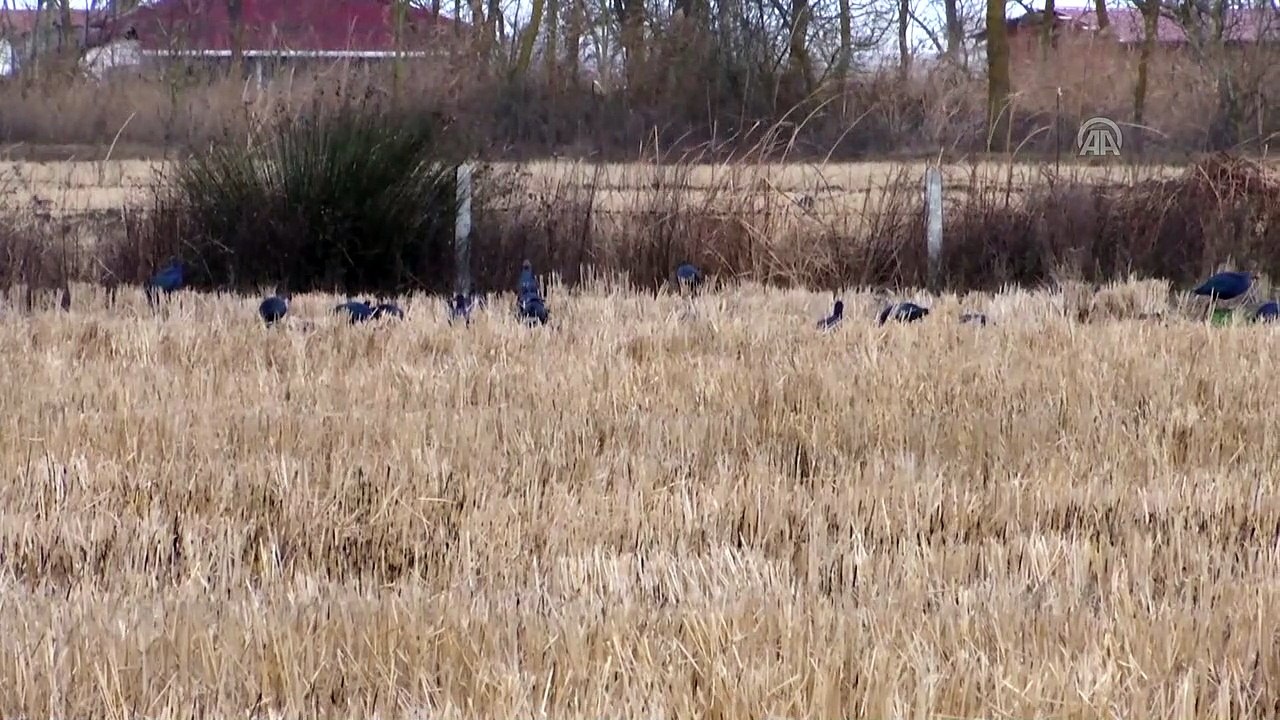 Göçmen kuşların kış durağı Kızılırmak Deltası  - SAMSUN