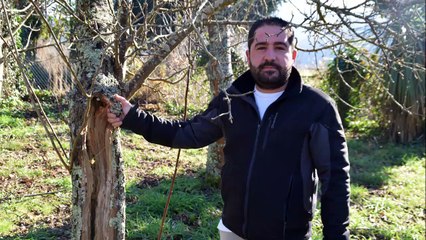 Consellos para a poda de árbores froiteiras