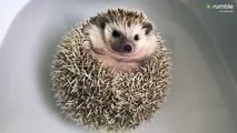 Floating hedgehog really enjoys bath time