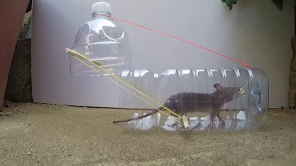 5 Easy Mouse Rat Trap