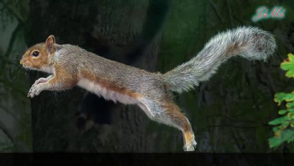 Loài Sóc & Hiện Tượng Say Xỉn Khi Chúng Ăn Qúa Nhiều Đồ Ăn Lên Men