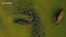 Stunning aerial footage shows large school of fish weaving through a group of manatees