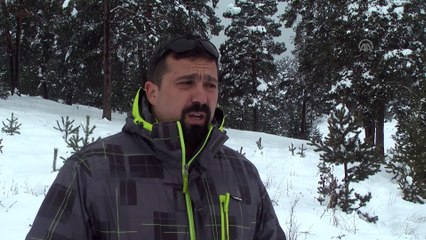 Bozayıların kış uykusu için 'çöplüklerden beslenmesini önleyin' önerisi - KARS