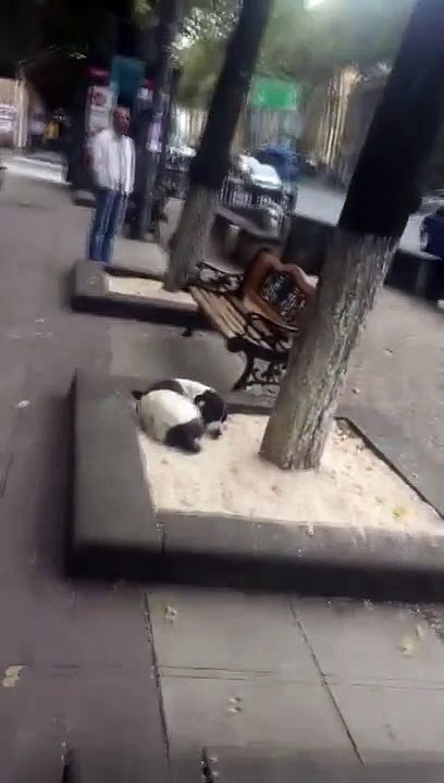 Ce vieil homme retrouve son chien perdu après 3 ans de séparation