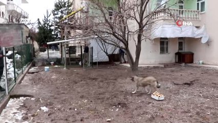 O İlçede Sokak Köpekleri Toplanıyor