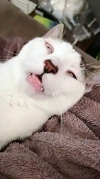 La tête de ce chat qui dort.. on dirait qu'il est éclaté LOL