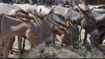 The donkey could become an endangered species in Nigeria