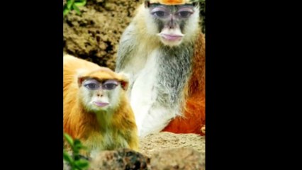 Les Snouksis - Singes