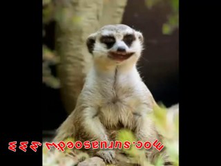 Les Snouksis - Pu bien