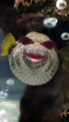 Les Snouksis - Poisson