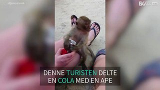 Turist deler cola med ape