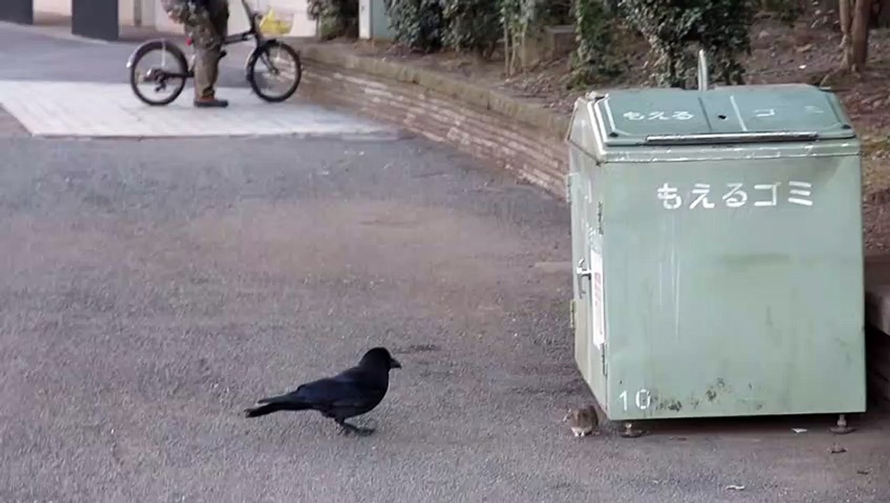 Un corbeau et une souris ont un drôle de jeu... trappe-trappe