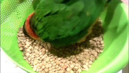 Funny Parrots and Cute Birds Compilation #54